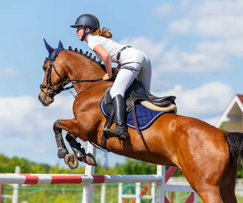 A horse and rider jumping in a showjumping competition. Image: skumer / Adobe Stock