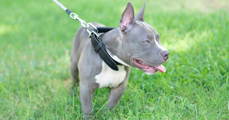 my dog ate a juul pod Kent: Maidstone dog saved after eating nicotine-filled vape pod main image 0