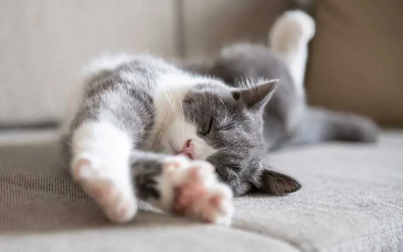 A cat is lounging and stretching on a sofa in a sun-lit living room. Image: chendongshan / Adobe Stock