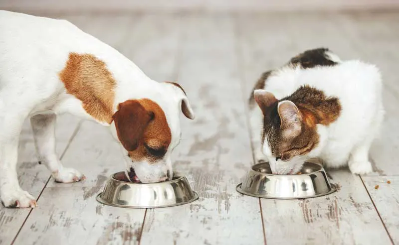 A dog and a cat eating side by side from metal bowls on a wooden floor to illustrate a veterinary article about nutrition in both cats and dogs. Image: Tatyana Gladskih / Adobe Stock