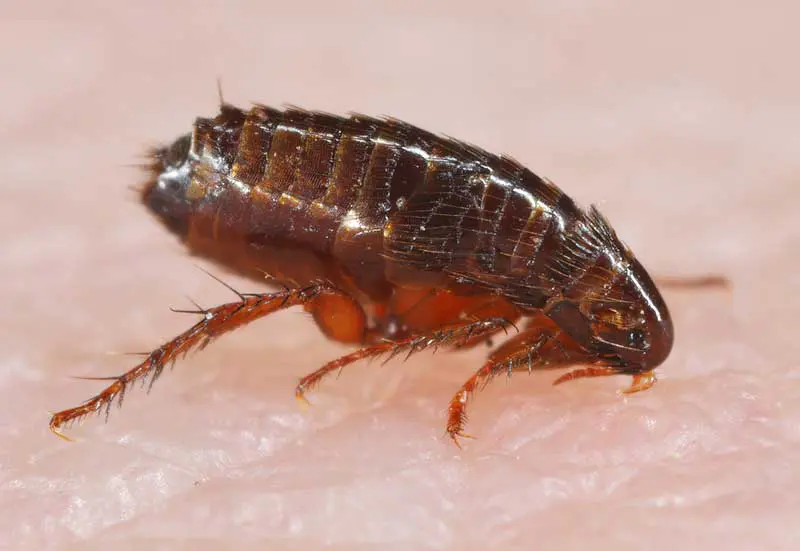A flea on skin. Image: Tomasz / Adobe Stock