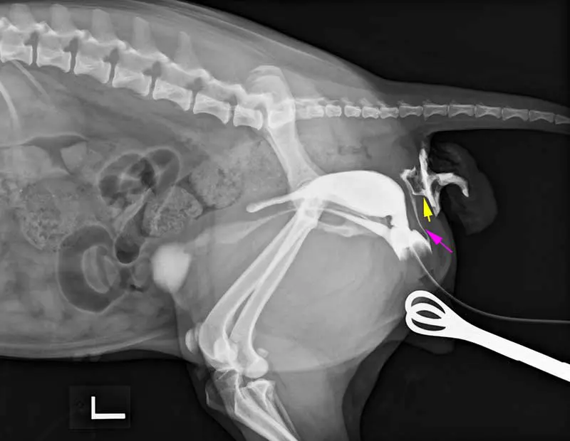 Figure 2. Retrograde vaginourethrographic study.