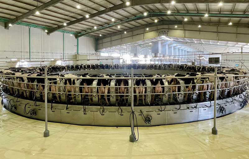 Inside a dairy farm in Qatar