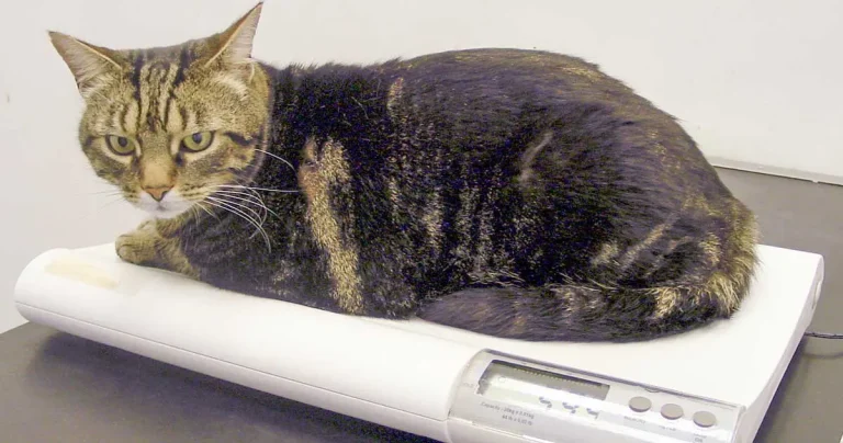 Optimising diagnosis of feline hyperthyroidism