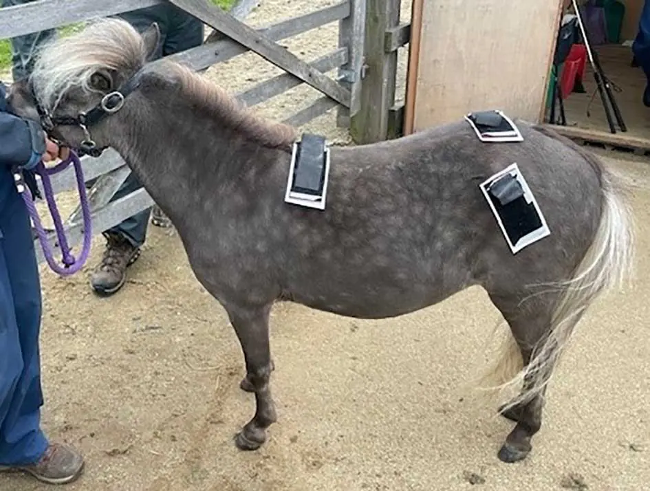 Figure 2. Sensor placed on a miniature Shetland for gait analysis.