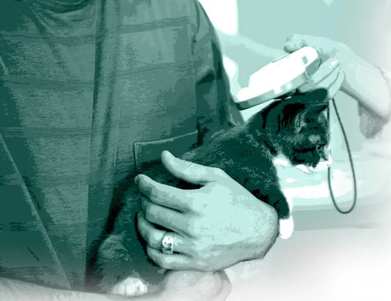 A cat being scanned by a microchip device. Image: martinedoucet/ iStock