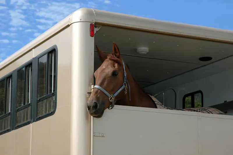 A horse in a horse box looking out. Image: Elnur / Adobe Stock