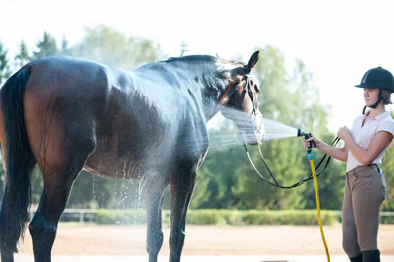 Horse being sprayed down with water. Image: AnnaElizabeth / Adobe Stock