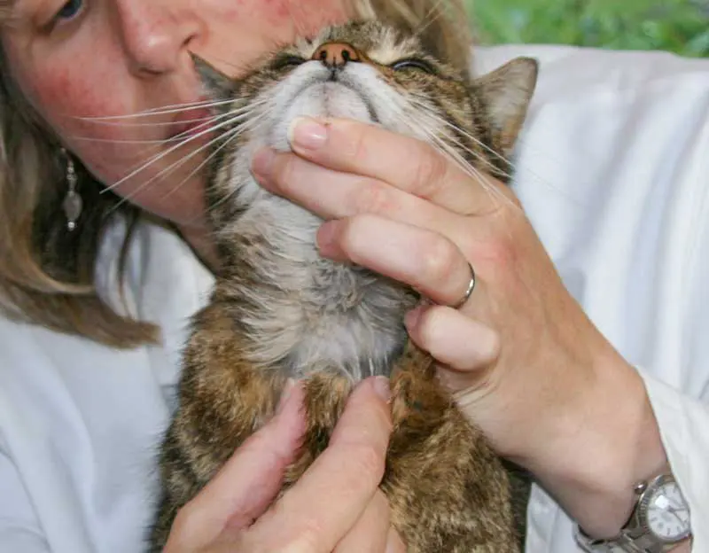 Figure 2. Most hyperthyroid cats have an enlarged thyroid (goitre) which can be palpated by gently sliding a thumb and forefinger up and down the neck from the larynx to the thoracic inlet. Typically a goitre feels like a small pea sized mass which slips under the finger/thumb.