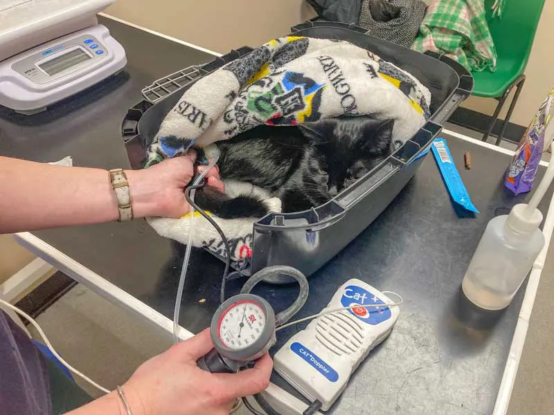 Figure 3. Blood pressure assessment is recommended in all cats with a diagnosis of hyperthyroidism: at the time of diagnosis and every 3-6 months thereafter. Blood pressure assessment should be done in as calm and cat friendly a manner as possible; the author prefers to do this with the patient still in their carrier and uses the Doppler methodology to assess blood pressure on the tail or forelimb, depending on the cat’s preference.