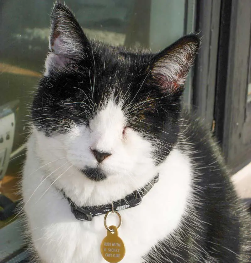 Figure 4b. Successful treatment of hyperthyroidism: Millie post-treatment with thiamazole, where she can be seen to have gained weight and regained her fabulous coat condition.