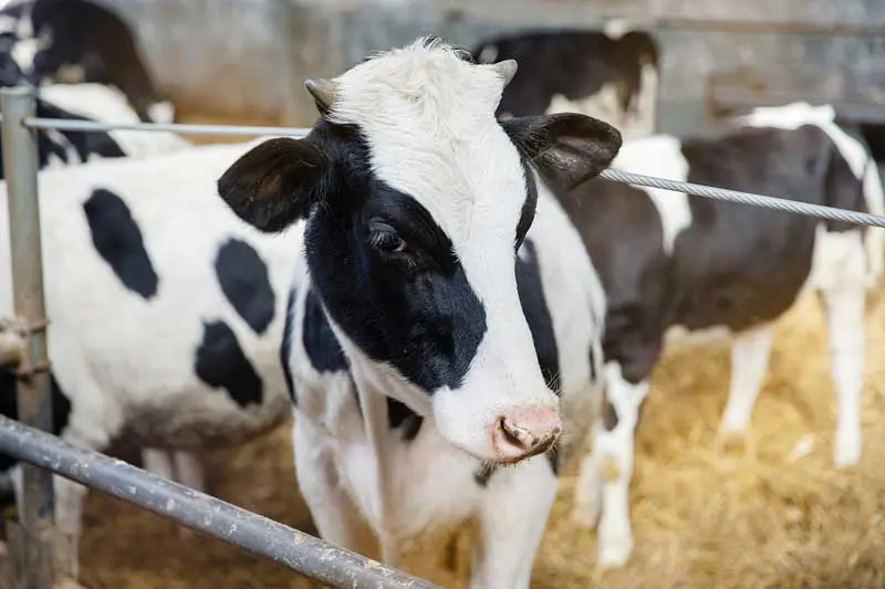 A calf in a stall with other calves looking to the right of camera. Image: Studiomiracle / Adobe Stock