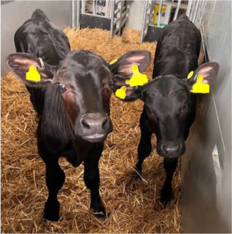 Figure 3. Social housing in early life is positively associated with calf health, welfare and productivity.