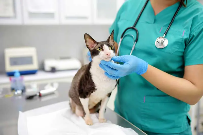 A cat is being examined by a vet. Image: Maria Sbytova / Adobe Stock