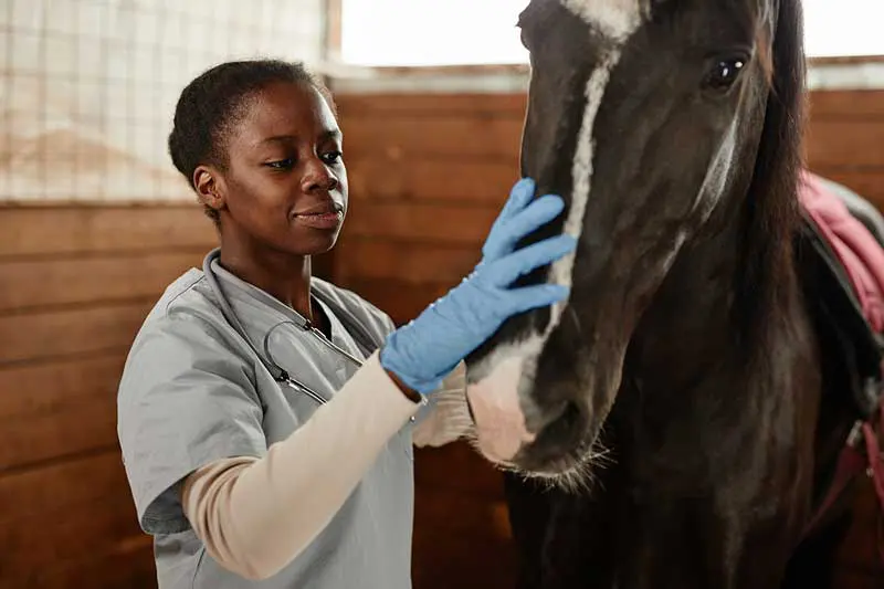 A veterinary clinician in gloves and scrubs with a horse in a stable. Image: Seventyfour / Adobe Stock