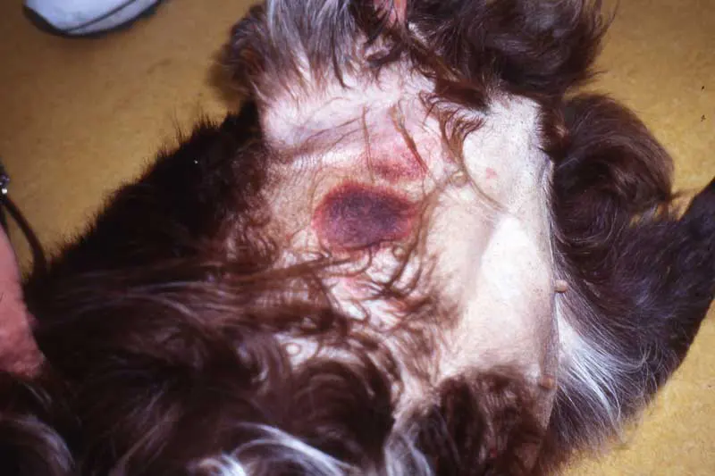 Figure 2. Spontaneous bruising secondary to thrombocytopenia. Image: Pedro Serra, NWL