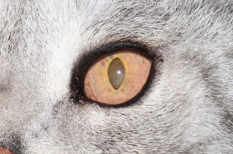 Figure 1 Severe uveitis with constricted pupil and iris hyperaemia.