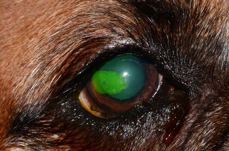 Figure 2. Superficial corneal ulcer with fluorescein.