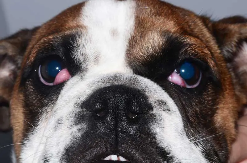 Figure 4. Bilateral cherry eye.