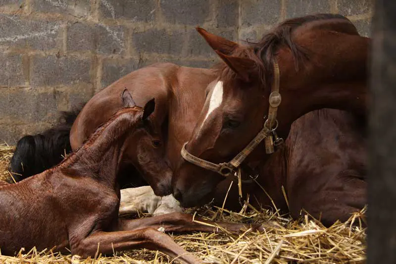 Mare and foal lying down. Image: Nadine Haase / Adobe Stock