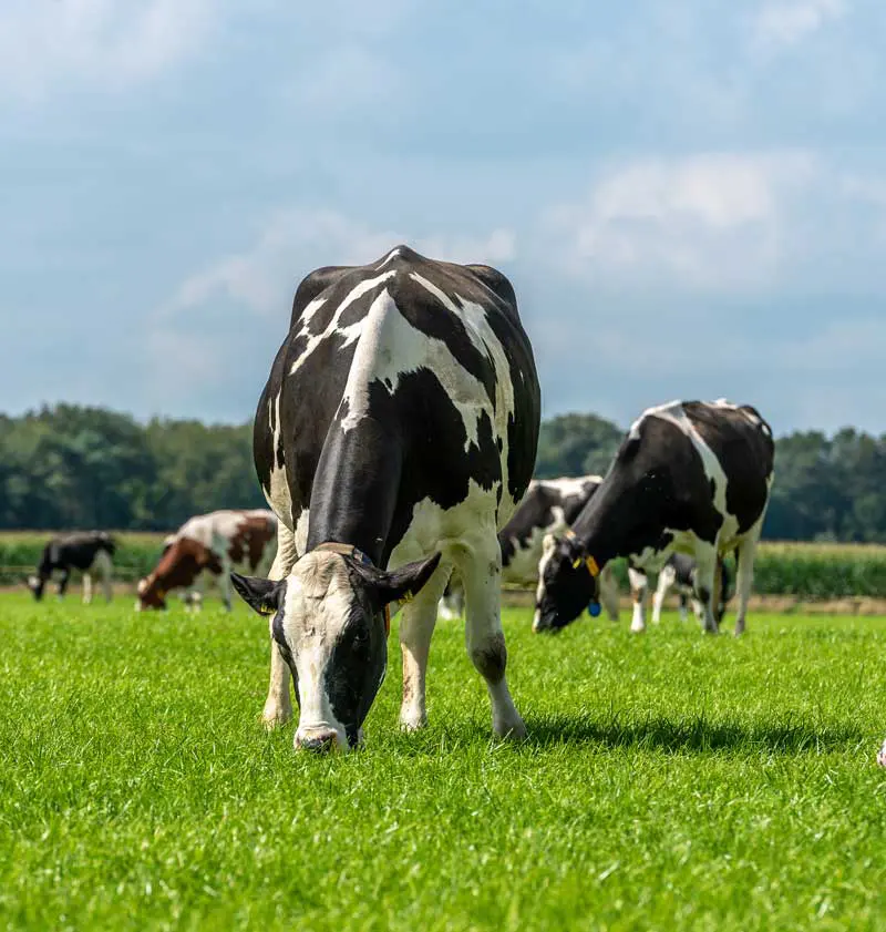 Image: Michael Verbeek / Adobe Stock