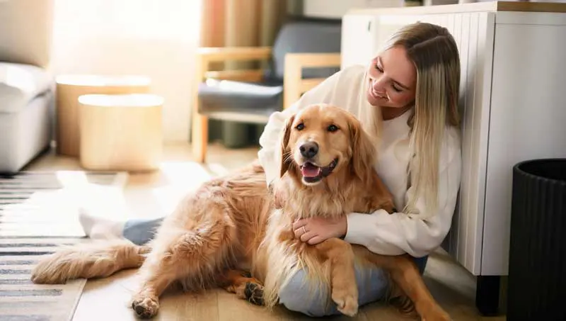 An owner fussing with her Labrador retriever. Image: Louis-Paul Photo / Adobe Stock