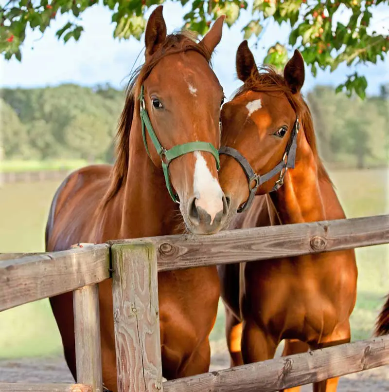 Two horses in a paddock. Image: Margarita Borodina/ Adobe Stock