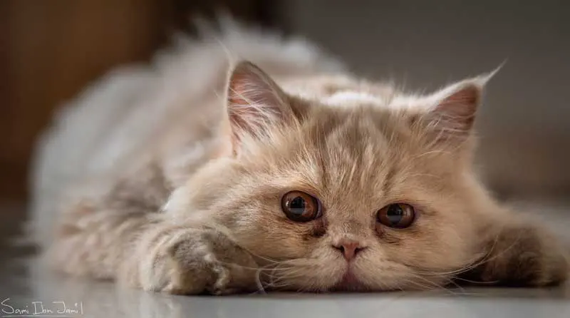 Cat lying down. Image: Sami / Adobe Stock