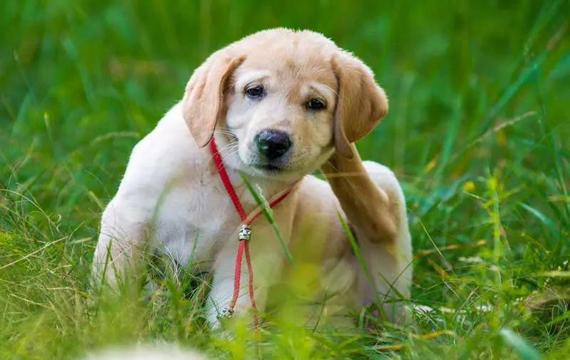 Labrador. Image: sushytska / Adobe Stock