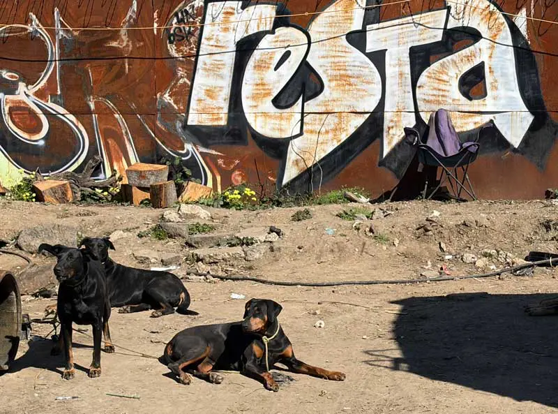 Leptospirosis is a bacterial disease that can cause severe illness in dogs, including acute kidney injury. These three Dobermann pinscher dogs were among other dogs at a homeless encampment in Oakland. Without vaccinations, they could be at risk of leptospirosis. Image: UC Davis.