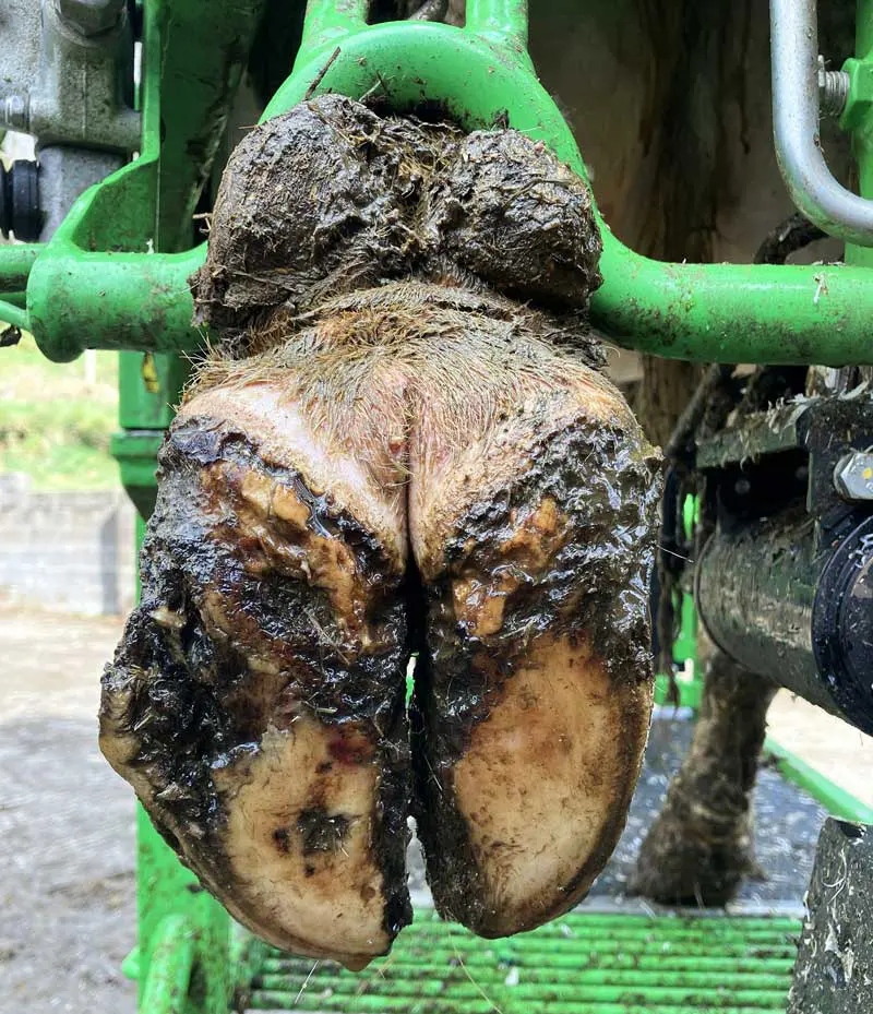 Figure 5. White line disease is another challenge in the beef herd – especially where flooring or handling systems are suboptimal.