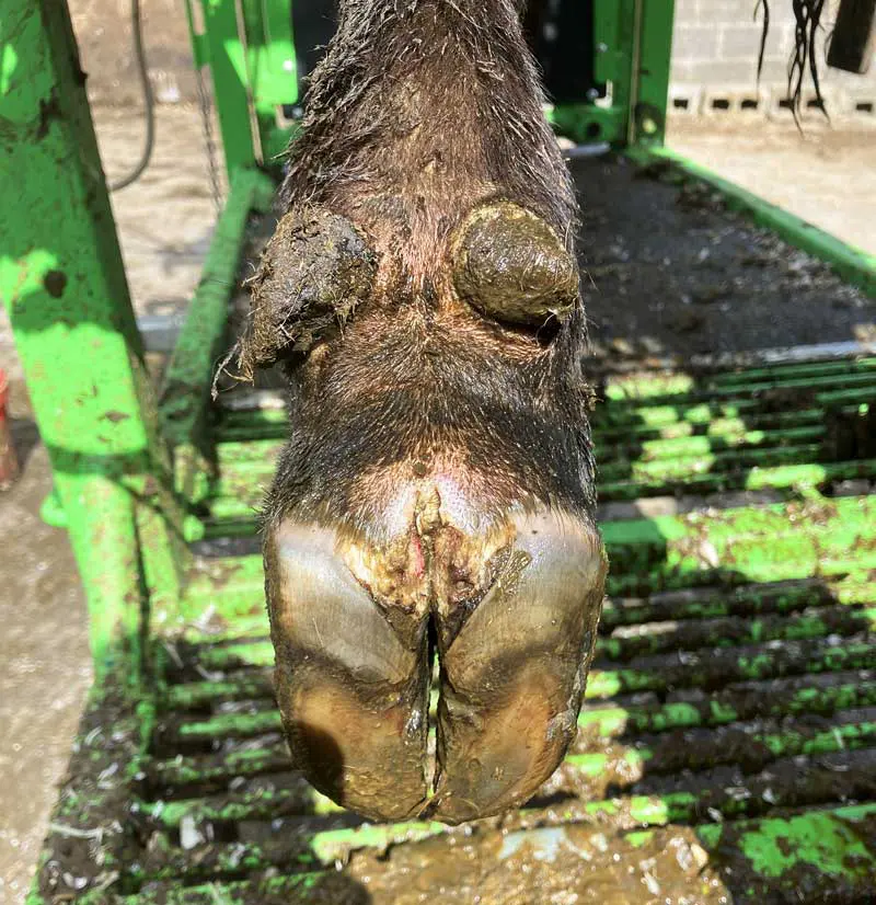 Figure 4. Digital dermatitis is a common problem in beef herds. The case pictured is a four-month-old suckled calf.