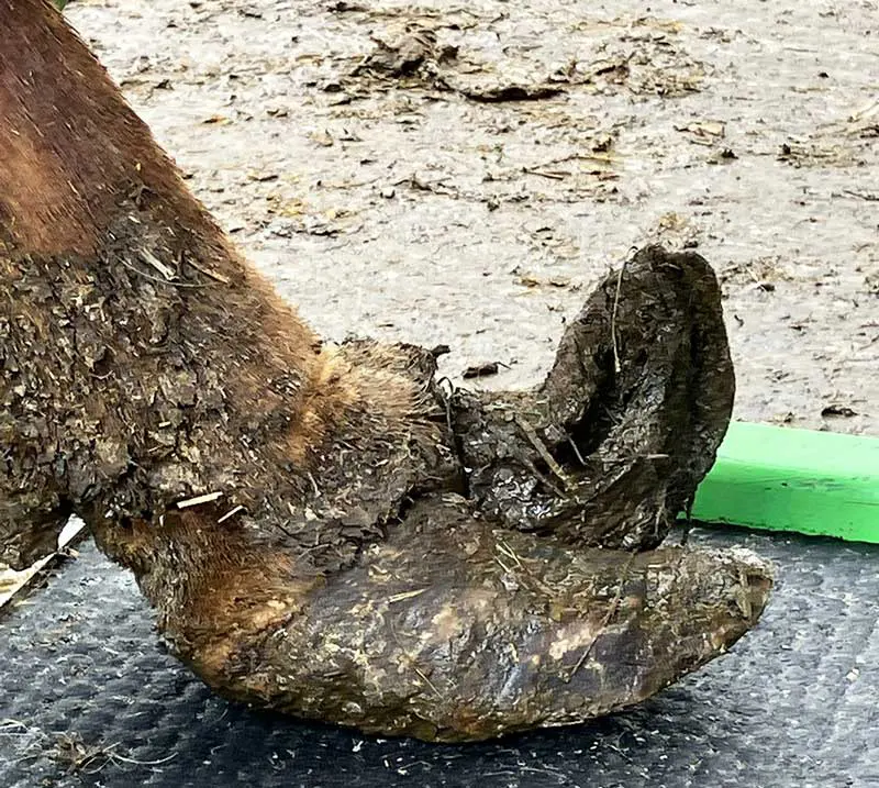 Figure 2. Timely treatment can be a challenge where facilities are insufficient on the farm, leading to the development of more chronic problems such as toe necrosis.