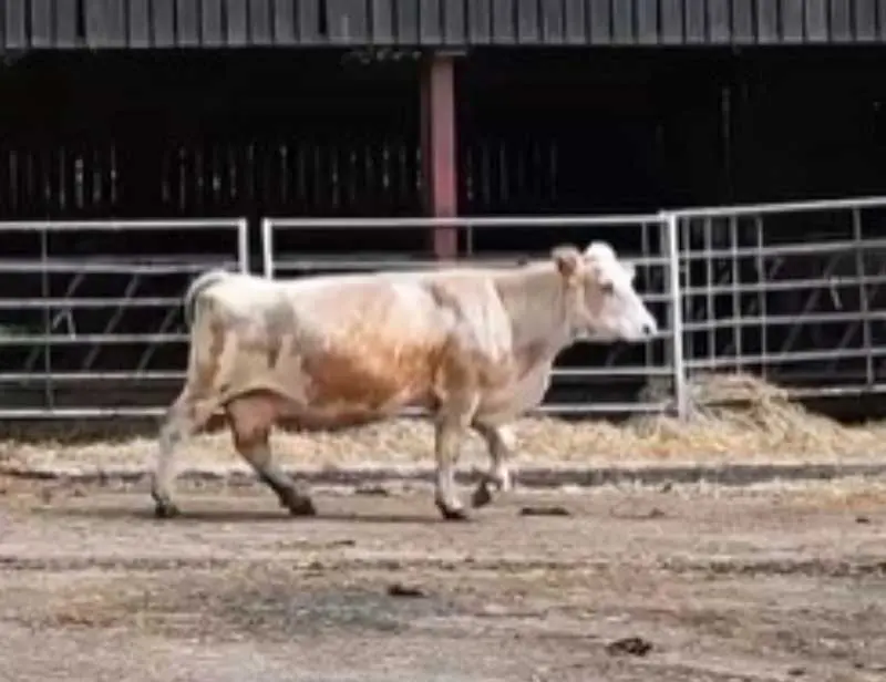 Figure 3. Mobility scoring beef cattle can be very challenging, but it is still important to take every opportunity to look for early signs. This cow was not fully weight bearing on her back left leg and had a mild case of white line disease.