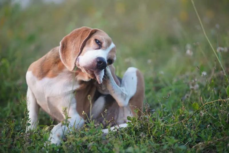 Image of a beagle type dog in a grassy field scratching its ear to illustrate a feature on otitis externa. Image: kobkik / Adobe Stock