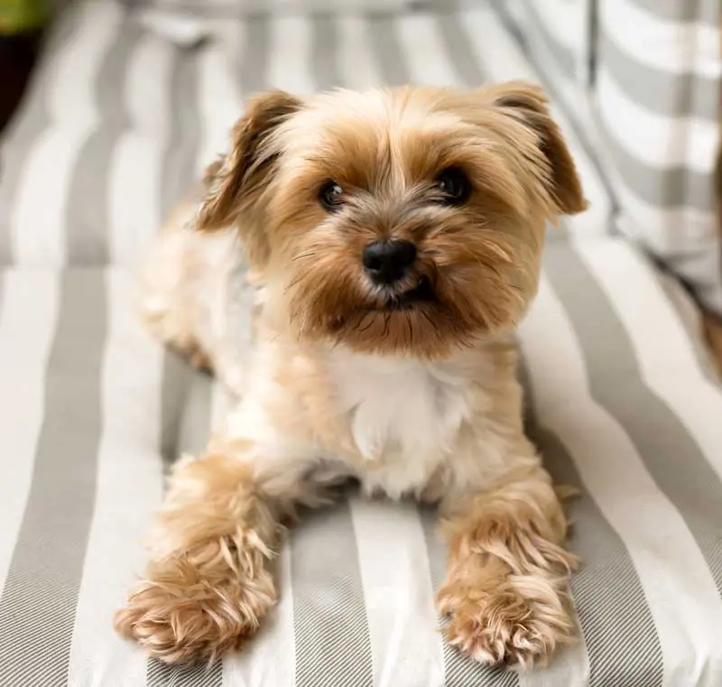 A dog sat on a seat. Image: Margo / Adobe Stock