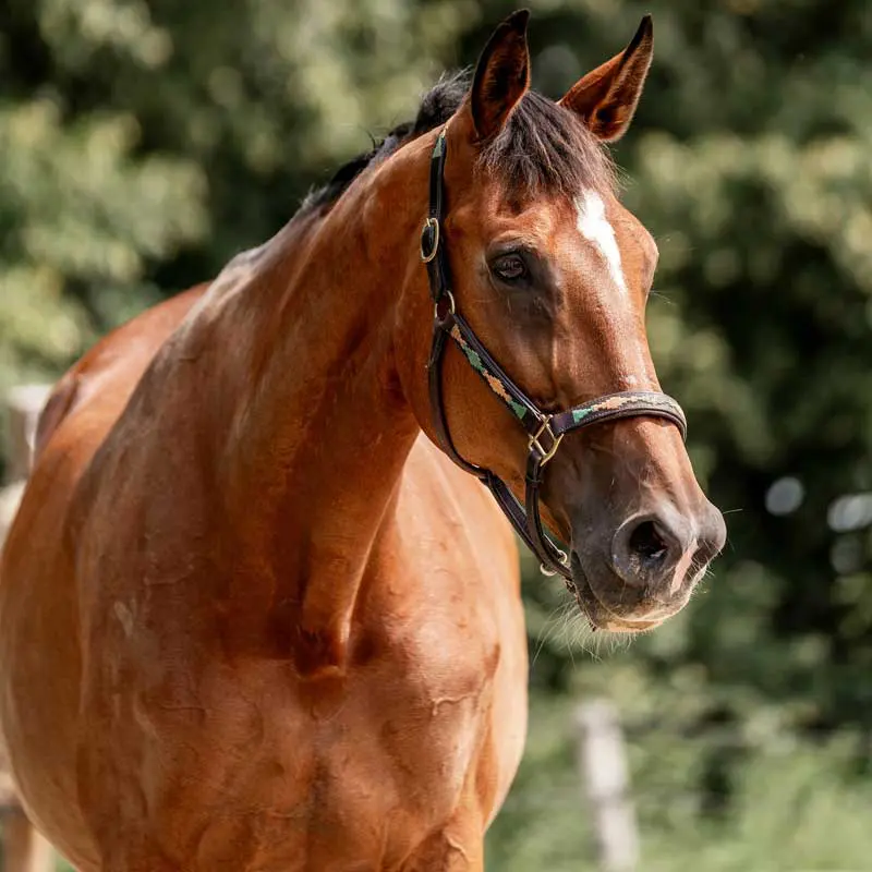 Horse in a field. Image: PIC by Femke / Adobe Stock