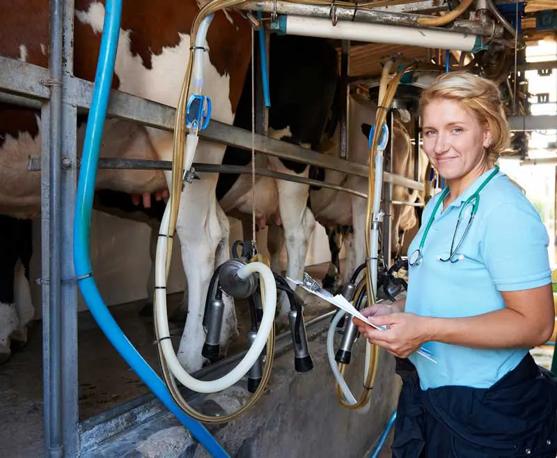 A woman vet with a clipboard next to cows being milked on farm. Image: highwaystarz / Adobe Stock