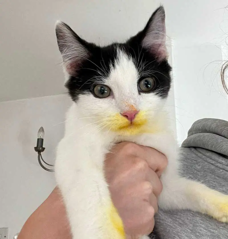 The four-month-old male cat, showing the yellow pollen staining to his fur.