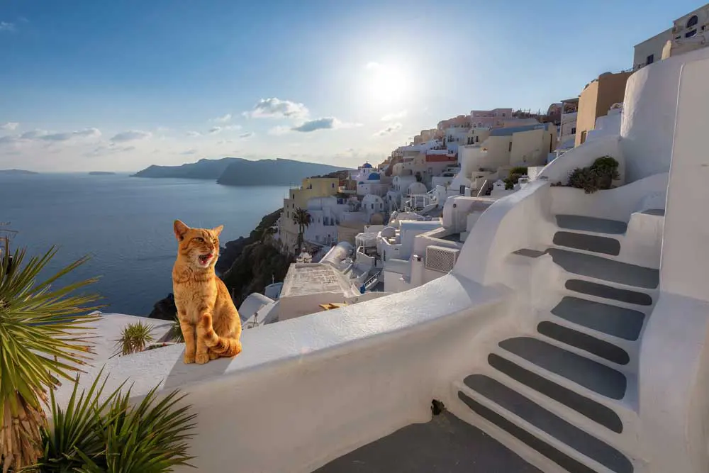 Ginger cat on a wall with backdrop of Santorini. Image: lucky-photo / Adobe Stock