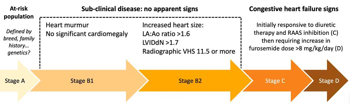 Figure 1. Defining the stage of mitral valve disease is important. The subclinical phase is long: years not months for most dogs, even after the development of cardiomegaly.