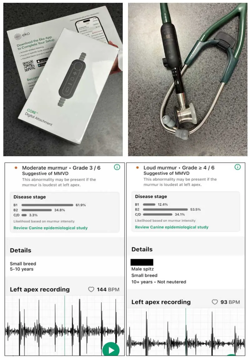 Figure 2. The use of an electronic stethoscope or adaptor can allow recording of phonocardiograms to visualise heart sounds (useful for teaching and learning) and even permit the use of machine-learning algorithms to consistently provide a murmur grade (EkoVet+). This can increase confidence for clinicians and help refine auscultation skills to reliably grade mitral murmurs.
