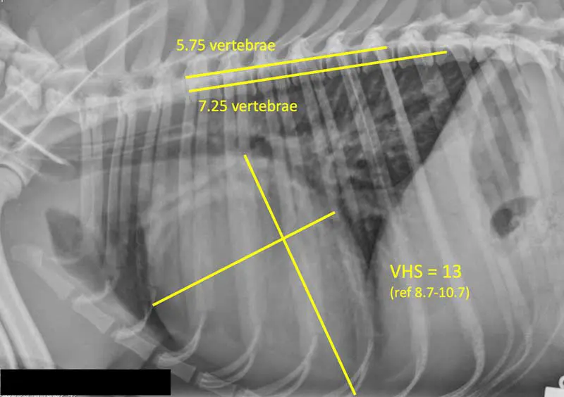 Figure 3. Measuring radiographic vertebral heart sum (VHS) should be performed using a right lateral view of the thorax. The long-axis of the cardiac silhouette is measured from the heart base, just below the carina, to the apex. A separate short-axis measurement is obtained at a right angle to this, across the cardiac silhouette at the height of the mid-point of the caudal vena cava where it enters the heart. Each of these dimensions is measured in vertebrae, taken from the cranial margin of T4, and added together. If VHS is 11.5 or higher, this suggests stage B2 MVD in at-risk dogs with appropriate auscultation findings. Equivocal would be considered 10.5 to 11.5, where NT-proBNP testing may be useful.