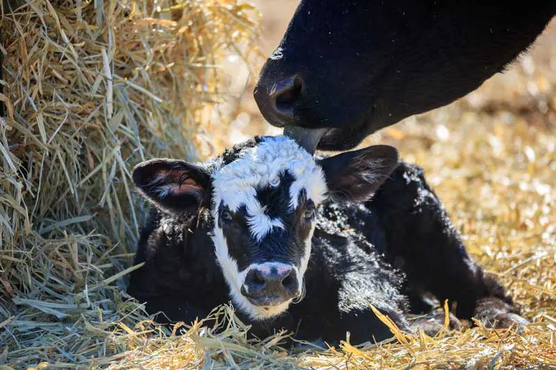 A cow licking a newborn calf. Image: Martin Belli / Adobe Stock