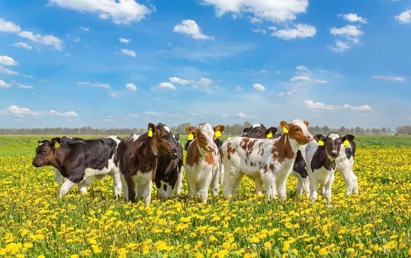 A group of cows in a meadow setting with blue sky behind them. Image: benschonewille / Adobe Stock