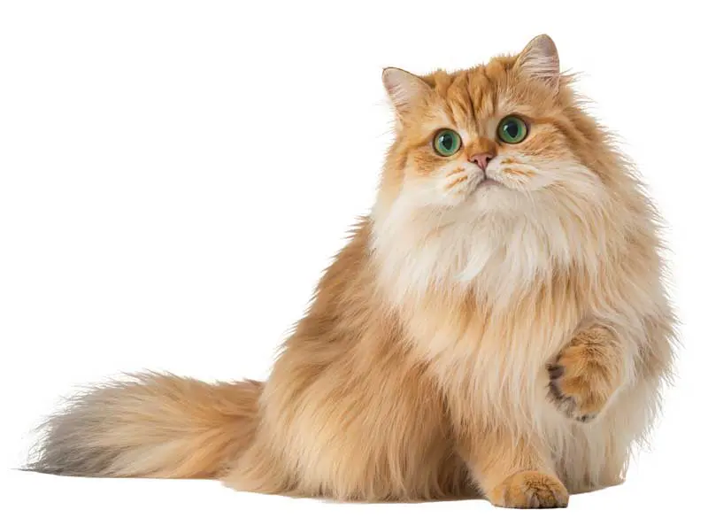 A Persian cat. Image: Sophia / Adobe Stock